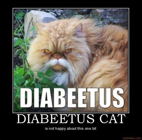 Wilford Brimley in feline form | Cats, Cat quotes, Cat memes