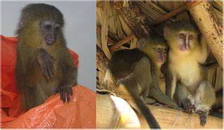 Lesula: A New Species of Cercopithecus Monkey Endemic to the Democratic ...