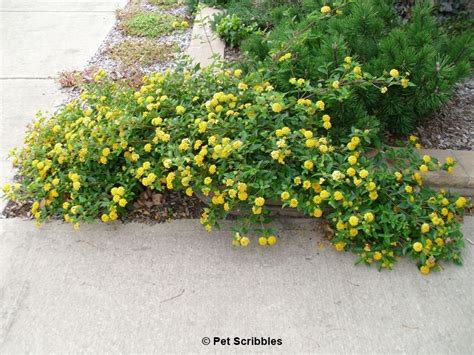 Lantana: A flower garden rock star! | Lantana, Rock garden, Flower garden