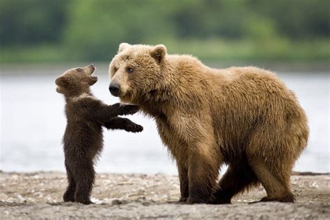 медведь фото: 22 тыс изображений найдено в Яндекс.Картинках | Animals ...