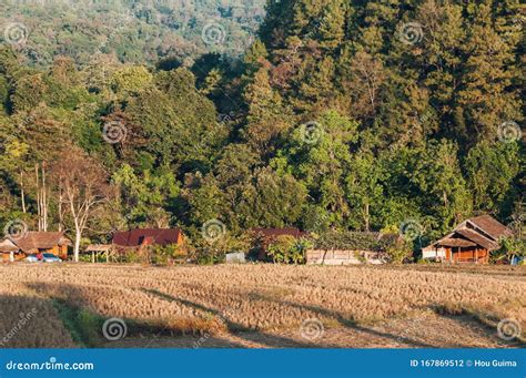 Field Rice at Mae Klang Luang Villag Stock Photo - Image of rice, village: 167869512