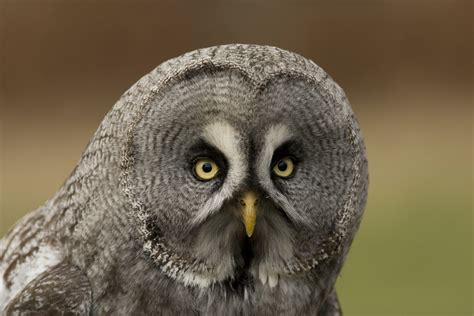 Owl Eyes – Visited | Thoreau Farm