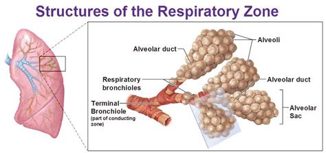 structures of respiratory zone, alveoli, alveolar duct, alceolar sac, alveolar duct, respiratory ...