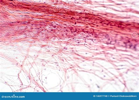 Areolar Connective Tissue Under the Microscope View Stock Photo - Image of loose, magnification ...