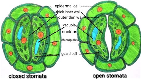 Opening And Closing Of Stomata