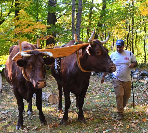 Plainfield Massachusetts Historical Society | Oxen Demonstration