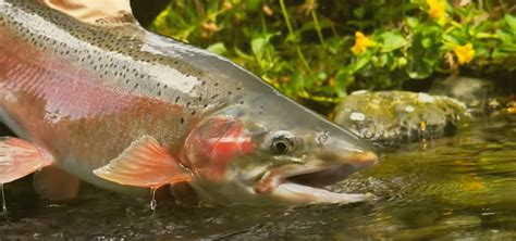 "Dry Flies, Nymphs & Big-Mouthed Male Rainbow Trout" | MidCurrent