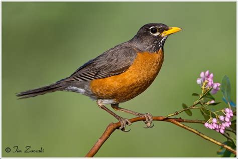 American Robin Bird With Flowers in Its Beak