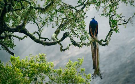 1026x526 indian peacock, birds, trees 1026x526 Resolution Wallpaper, HD ...