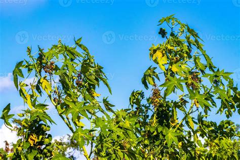 Canopy of Caribbean tropical trees with blue sky clouds Mexico ...