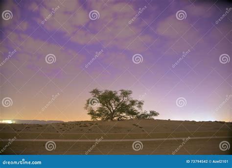 Tree of Life in Bahrain Sunrise Stock Photo - Image of desert, landmark: 73794542