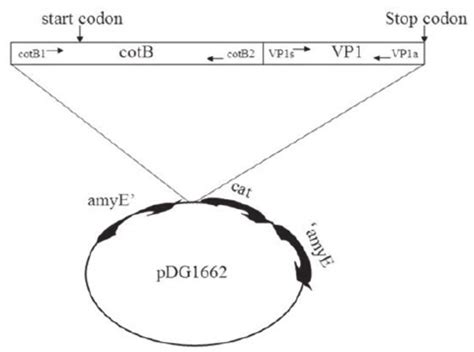 Schematic representation of the gene fusion obtained and the place it... | Download Scientific ...