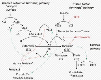 Coagulation Tests - WikiVet English