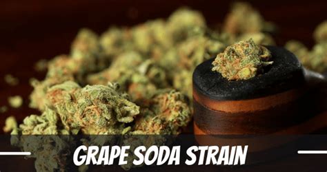 Grape Soda Strain Information and Review - ILGM