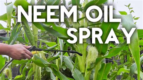 How to use Neem Oil Spray to organically control insects and pests - YouTube