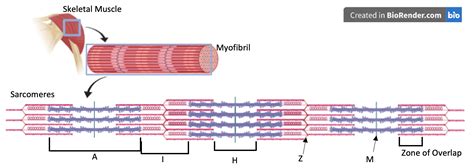 Muscle Tissue Skeletal Muscle Anatomy Human Body Png - vrogue.co