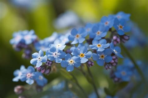 Myosotis Flower Meaning, Symbolism & Spiritual Significance - Foliage ...