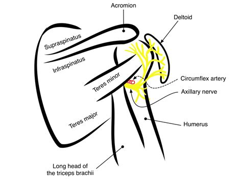 Axillary Nerve (deltoid) — Highland EM Ultrasound Fueled pain management