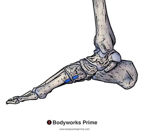 Tibial Eminence Anatomy