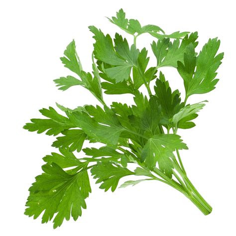 8 Benefits of Coriander Leaves For Body Health - Learning Biology Online