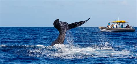 Whale watching scores fee waiver - Australian Seniors News