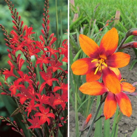 Crocosmia Planting Guide – Easy To Grow Bulbs