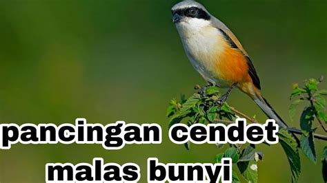 cendet langsung gacor dan emosi MENDENGAR burung cendet gacor cocok ...