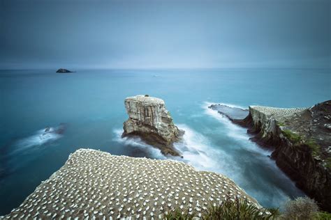 Muriwai Gannet Colony @ Clicks & Trips