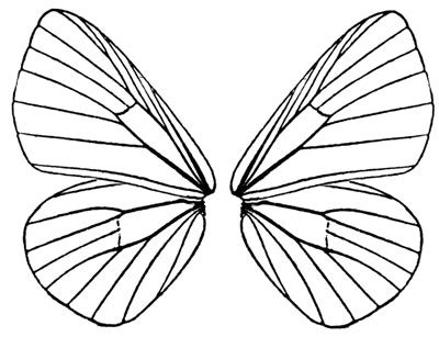 Colors Clipart Butterfly Real Colorful Butterfly Wings - Clip Art Library