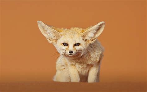 Fennec Fox Wallpapers - Wallpaper Cave