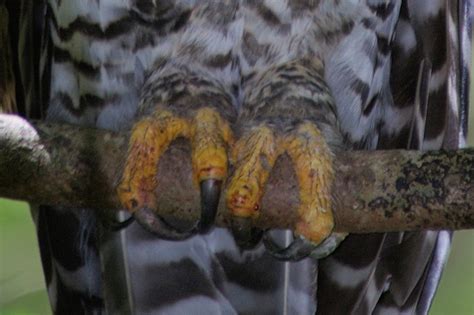 Great Horned Owl Talons