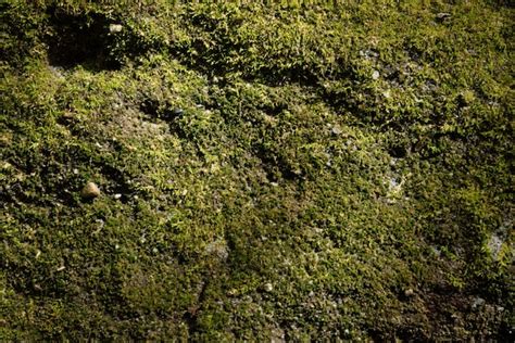 Premium Photo | Green moss texture and background