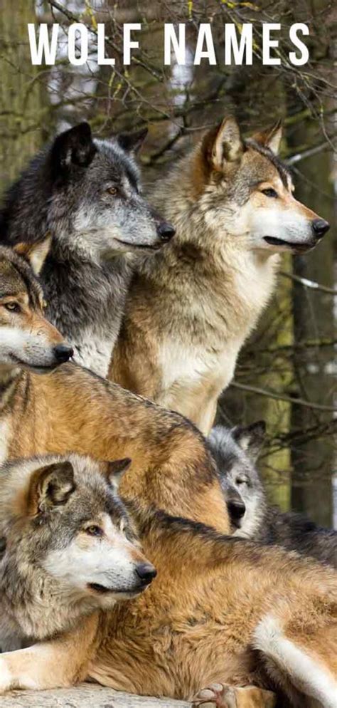 Wolf Names - Over 300 Wild Name Ideas For Your Dog