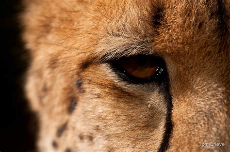 "Cheetah Eye, Close Up" by Tom Grieve | Redbubble