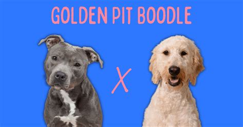 Goldendoodle Pit Bull Mix: The Golden Pit Boodle [Guide]