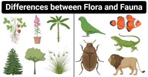 What are Flora And Fauna? - Definition, Importance, Difference