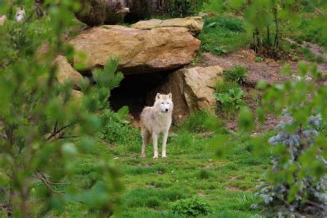 Where do Wolves Live? - Habitat and Distribution