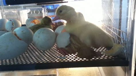 Kindergartens baby ducks hatching - YouTube