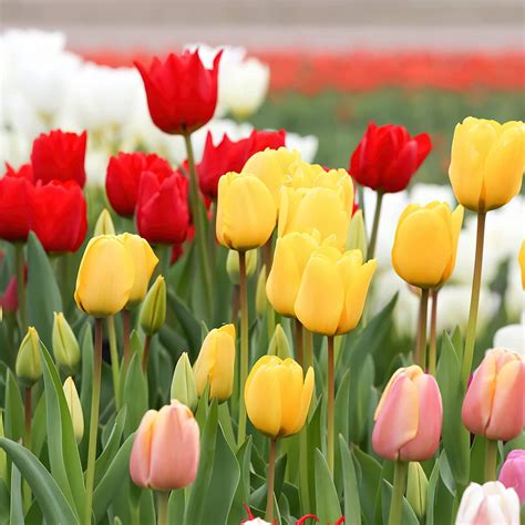 Mix Color Tulip Seeds Fresh Non-GMO Flower Seeds for Planting Home ...