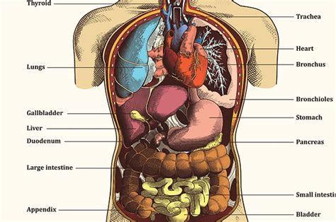 Inside And Names Body Anatomy Organs, Human Body Organs,