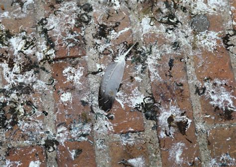 Is Pigeon Guano Hazardous? | Pest Defence