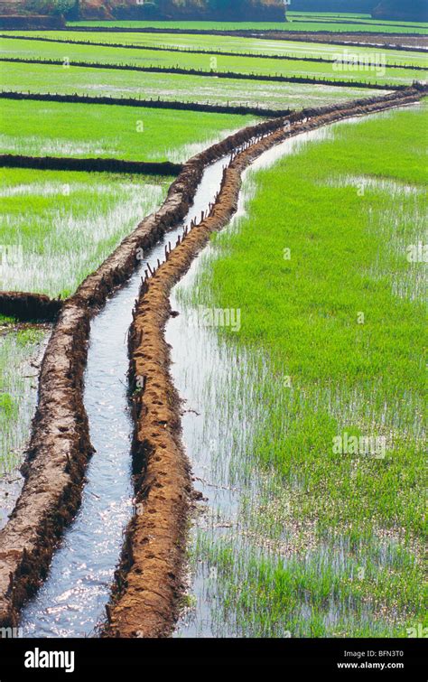 Irrigation water canal in paddy rice fields ; Amboli ; Maharashtra ...