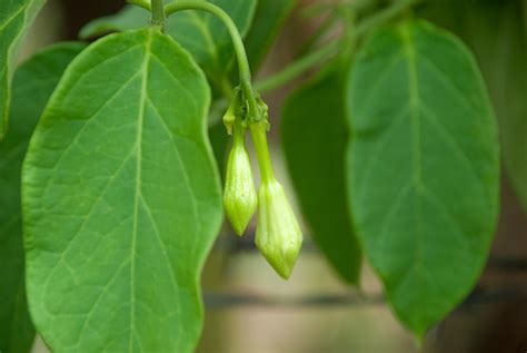 Organic Food Flower Of Loroco Guatemala Fernaldia Pandurata Stock Photo - Download Image Now ...