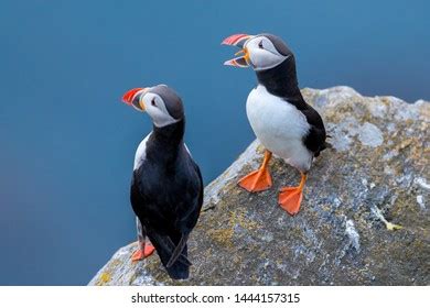 36 Puffin open mouth Images, Stock Photos & Vectors | Shutterstock