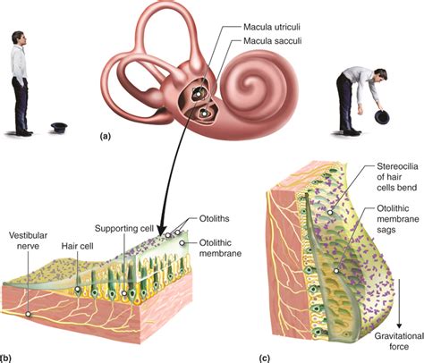 Otolithic Membrane