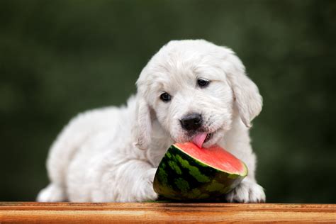 How Much to Feed a Golden Retriever Puppy: A Daily Guide