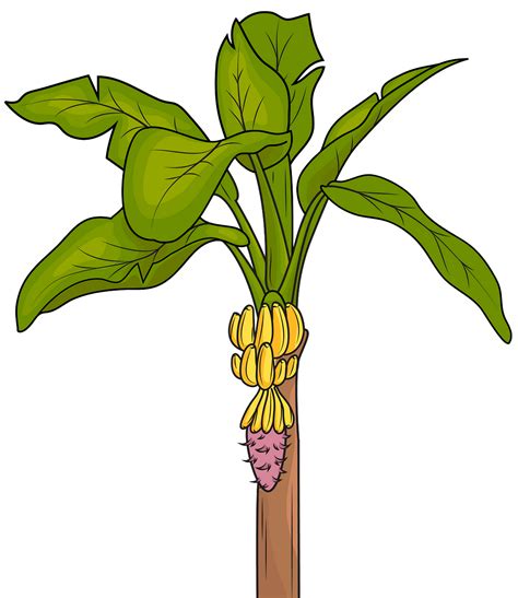 Free Banana Plant Cliparts, Download Free Banana Plant Cliparts png images, Free ClipArts on ...