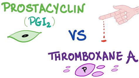 Prostacyclin VS Thromboxane A2 - YouTube