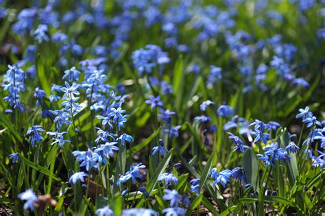 Siberian Squill: Plant Care & Growing Guide