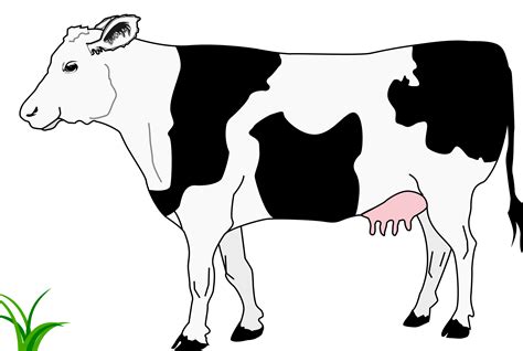 Milk clipart cow gives milk, Milk cow gives milk Transparent FREE for download on WebStockReview ...